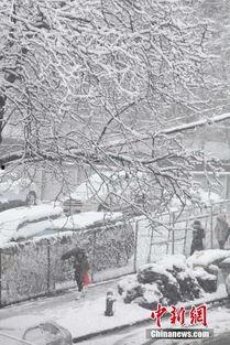 纽约吃瓜群众大雪,大雪席卷城市,街头巷尾尽成冰雪乐园!