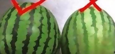 吃瓜群众挑瓜小秘诀,挑瓜不再难！