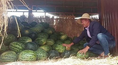 朝阳吃瓜群众入口微博号,微博号背后的故事与影响力”