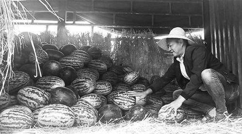 吉安吃瓜群众事件,一场网络舆论的风暴与反思