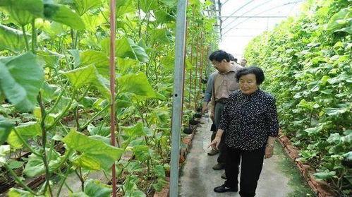 盐城吃瓜群众1号事件是真的吗,真相揭秘