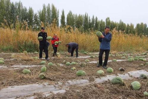 法治吃瓜群众岱岱,揭秘网络舆论场中的法治精神