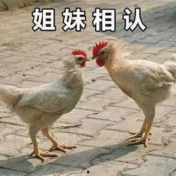 吃瓜群众的母鸡是谁啊视频,揭秘“吃瓜群众母鸡”背后的神秘身份