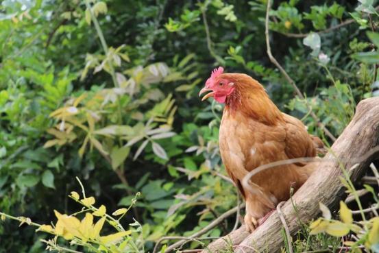吃瓜群众的母鸡是谁啊视频,揭秘“吃瓜群众母鸡”背后的神秘身份