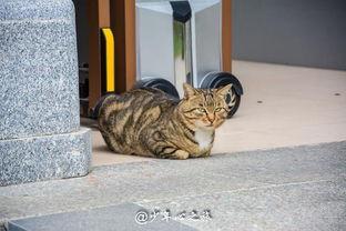 你把我猫偷了吃瓜群众