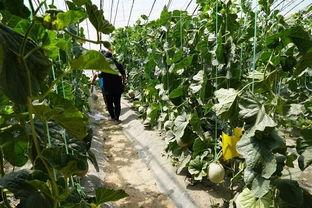 群众吃野瓜视频,揭秘群众热传的野果美味瞬间