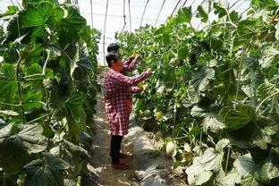 群众吃野瓜视频,揭秘群众热传的野果美味瞬间